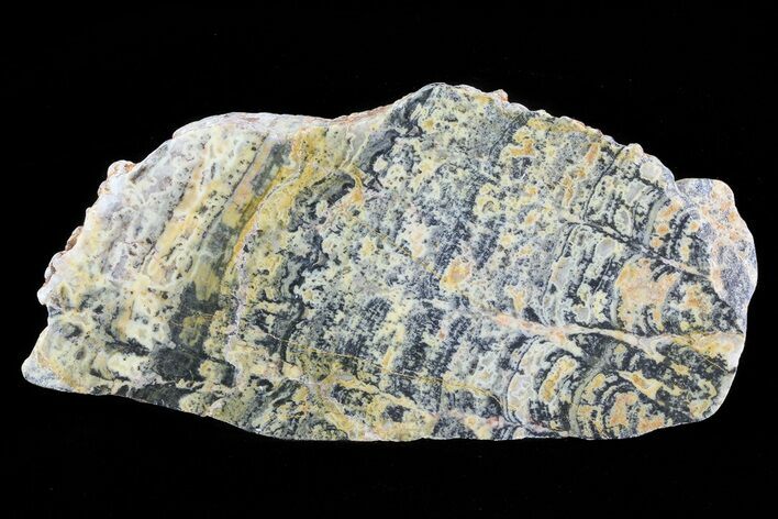 Columnar Stromatolite (Asperia) From Australia - Proterozoic #76202